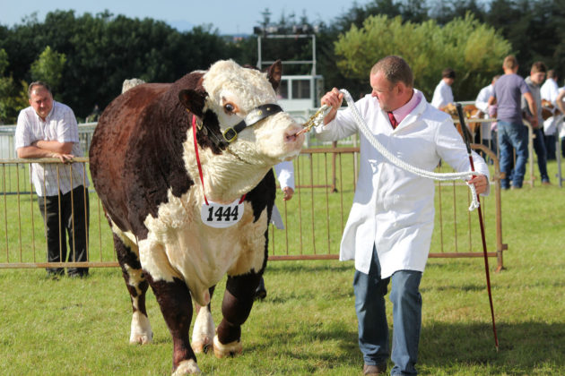 anglesey-show
