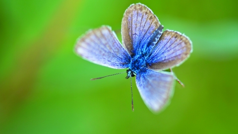 butterfly